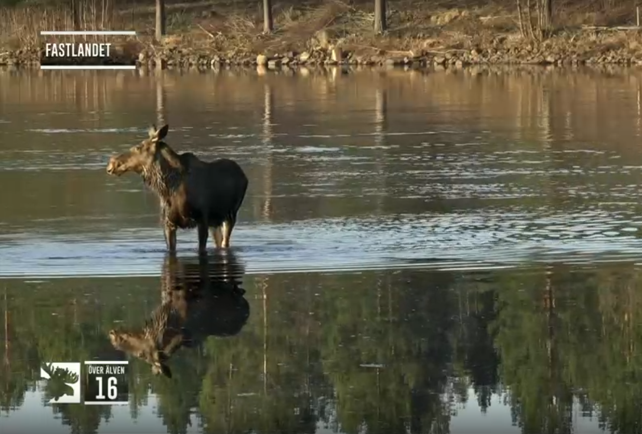 Watch Majestic Moose Meander North With This Popular Live Stream From Sweden